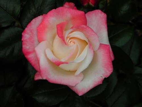 Rose White Wedding Nature Flower Blossom Bloom