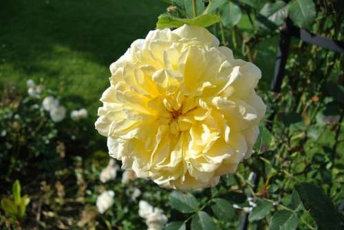 Rose Yellow Flower Blossom Bloom Nature Beauty