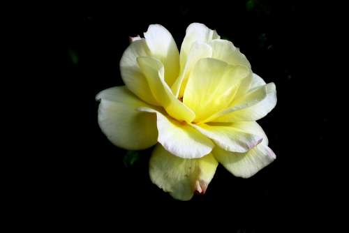Rose Flower Romantic Beauty Garden The Smell Of