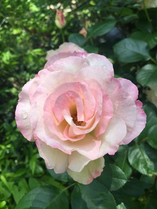 Rose Blossom Bloom Pink Nature Romance Floral
