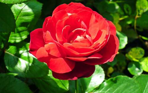 Rose Flower Red Garden Blossoming Love
