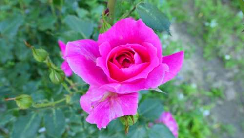 Rose Flower Pink Romantic Plant Figure Beauty