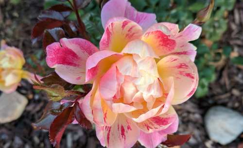 Rose Pink Bloom Blossom Floral Petal