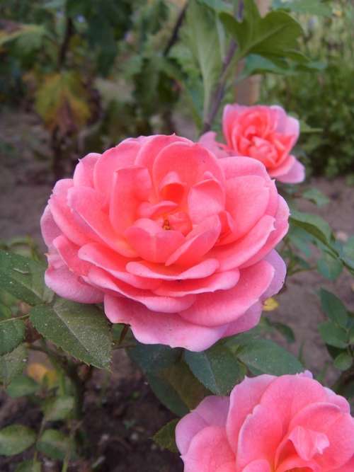 Rose Flower Pink Flower Garden Rose