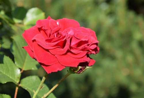 Rose Flower Romantic Red Garden Summer