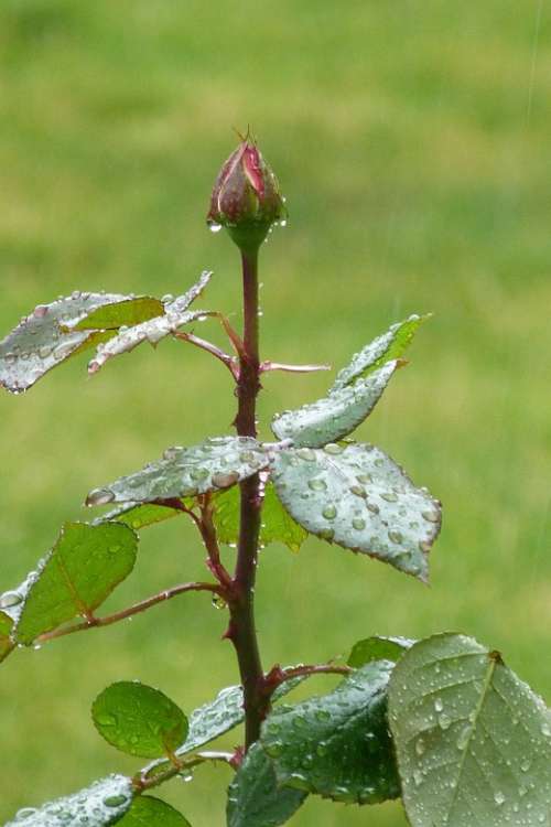 Rose Bud Rain Garden Drops Upright