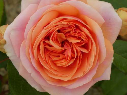 Rose Flower Blossom Bloom Pink Garden Romantic