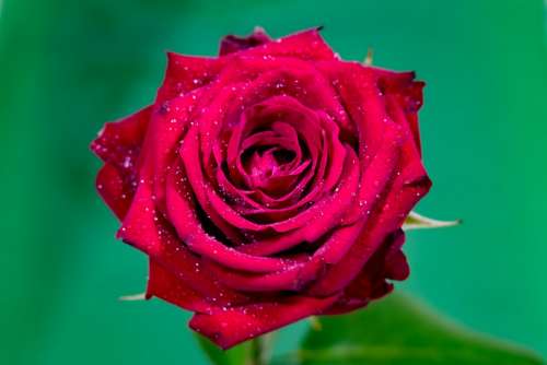 Rose Red The Petals Flower Rosa Drops