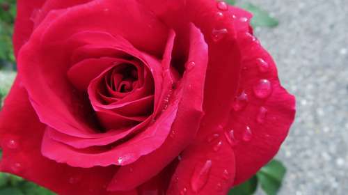 Rose Flower Nature Blossom