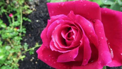 Rose Rain Flower Nature Garden