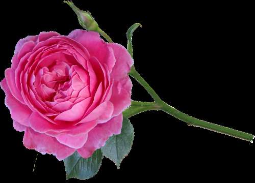 Rose Flower Bloom Perfume Stem Bud Garden Nature