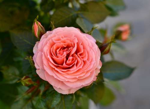 Rose Flower Pink Nature Love Romantic Beauty