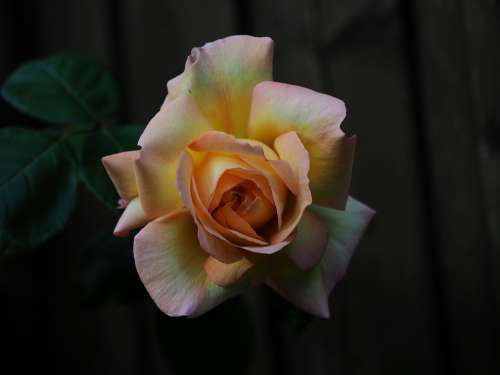 Rose Orange Weis Yellow Flower Romantic Fragrance