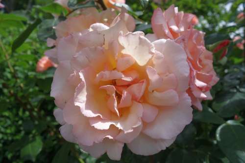 Rose Blossom Bloom Plant Rose Bloom Romantic