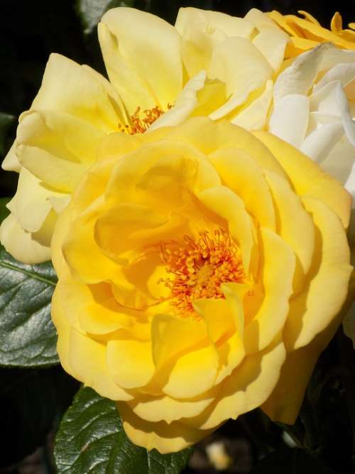 Rose Yellow Blossom Bloom Nature Garden Bloom