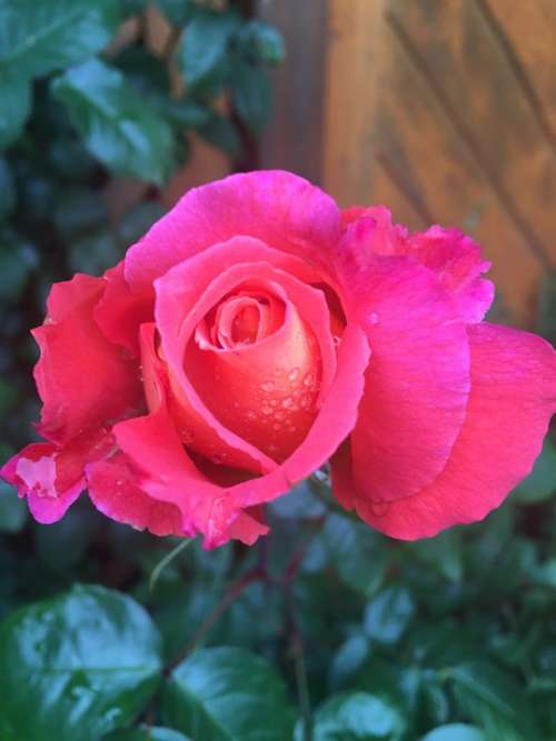 Rose Pink Flowers Garden Drop Of Water Rose Bloom