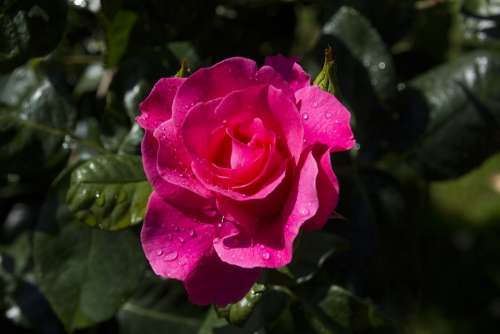 Rose Flower Blossom Bloom Nature Romantic Plant