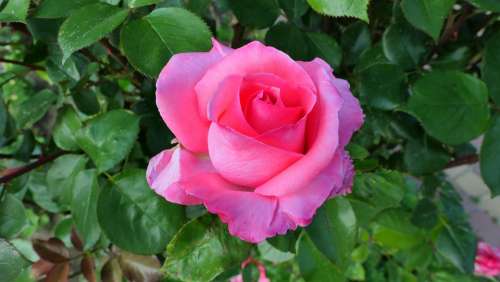 Rose Flower Summer Pink Romantic Plant Beauty
