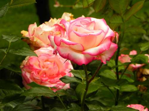 Rose Pink Blossom Bloom Romantic Nature