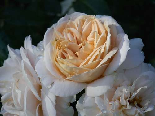 Rose Filled Salmon Cream Close Up Rose Bloom