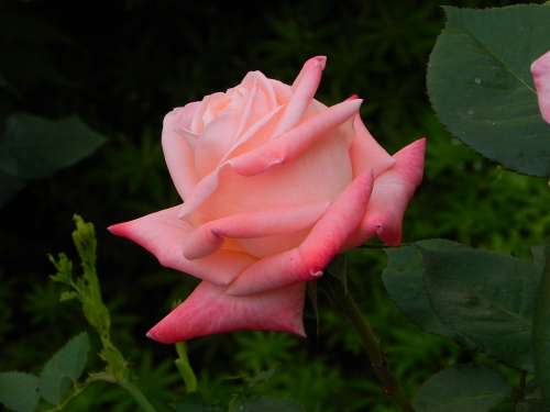 Rose Pink Flower Plant Blossom Bloom Romance
