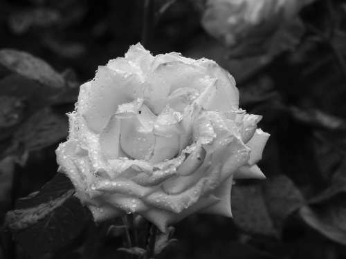 Rose Flower Plant Monochrome Nature Botany Flora