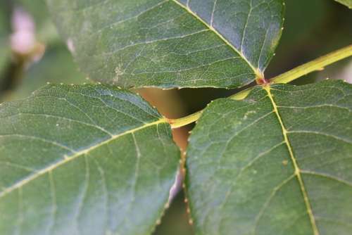 Rose Leaves Green Branch Plant Decorative Summer