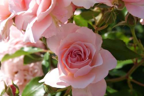 Roses Pink Plant Flower Love Romantic Blossom