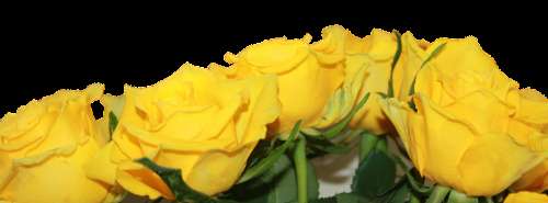 Roses Yellow Flower Bunch Bloom Blossom Nature