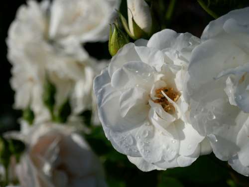 Roses White Flowers Tears Romance Beauty
