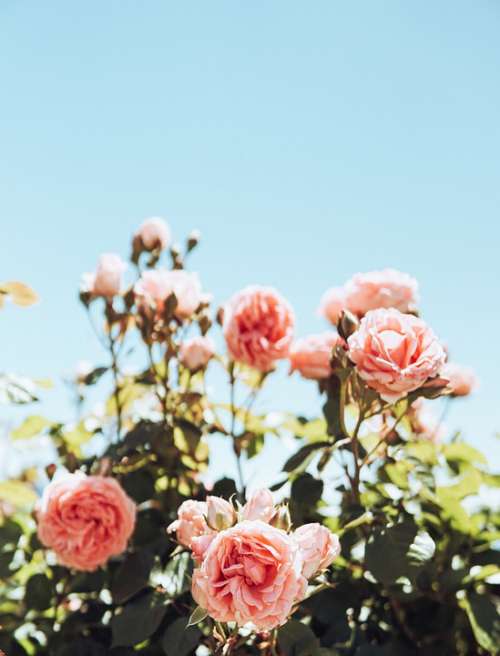 Roses Pink Flowers Bloom Romance Love