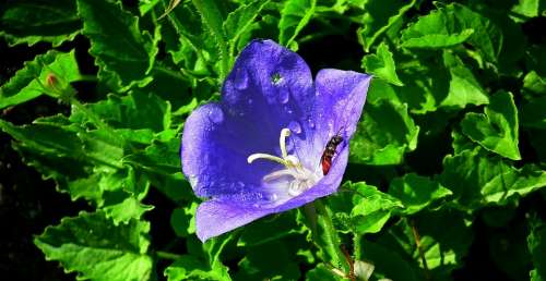 Rozwar Flower Blue Closeup Nature Garden Spring