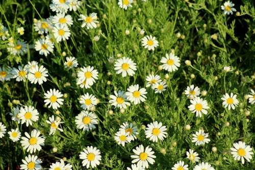 Rumian Grasshopper Wildflowers White Meadow Spring