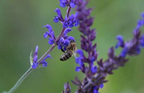 Sage Plant Nature Bee Herbs Healing