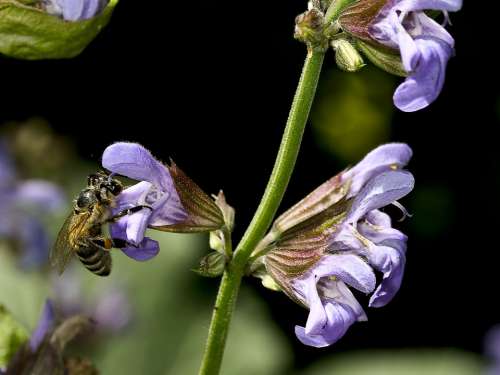 Sage Flower Nature Bee Close Up Purple Plant