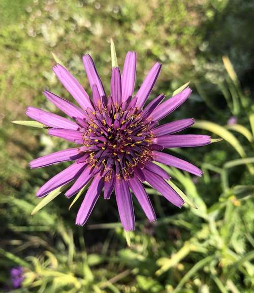 Salsify Flower Bloom Purple