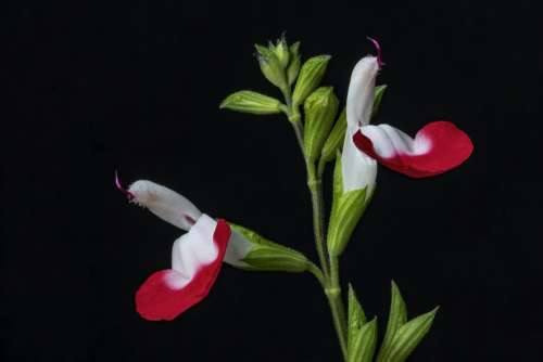 Salvia Flower Hotlips Nature Bloom Plant Blossom