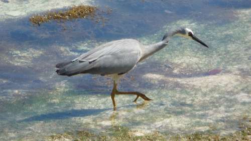 Samoa Sea Water Bird Tropics Island Ocean Exotic