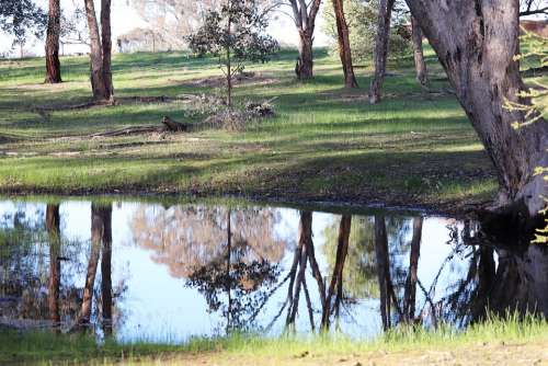 Scenery Australian Lake Gum Trees Reflection