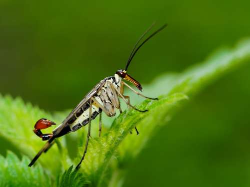 Scorpionfly Fly Scorpion Tail Stinger Wings