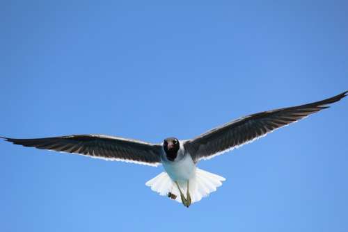 Sea Seagull Flight Sky Birds Nature Wing Blue