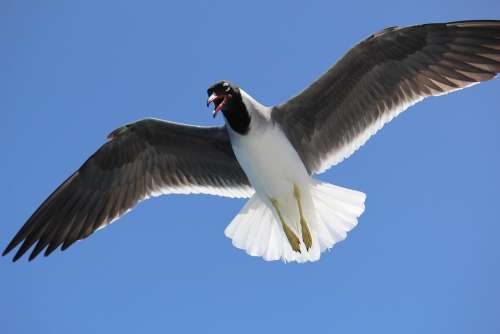 Sea Gulls Sky Flight Wing Blue Plumage Wings