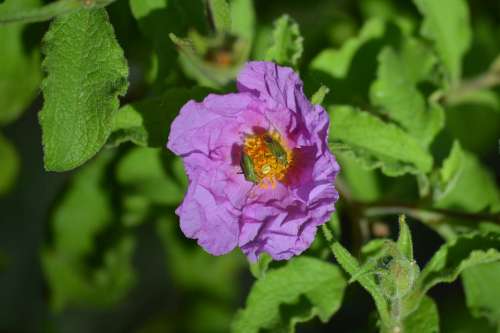 Sea Croatia Nature Flower Natural Summer Flora