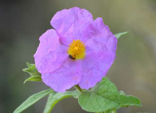 Sea Croatia Nature Flower Natural Summer Flora