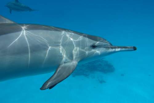 Sea Animals Dolphin