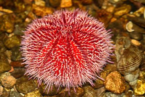 Sea Urchin Sea Creatures Aquarium Water Animal