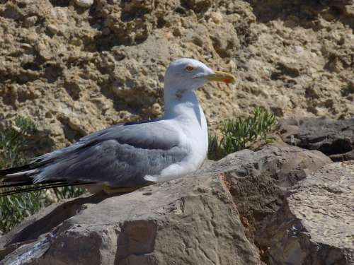 Seagull Macro Close Close Up Sea Nature Rock