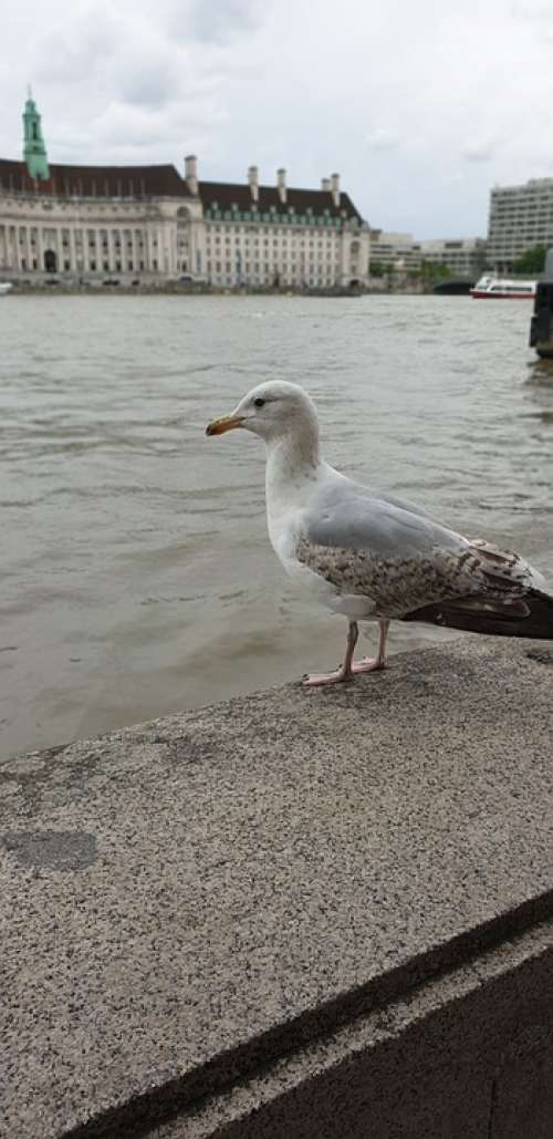 Seagull London River Thames Bird