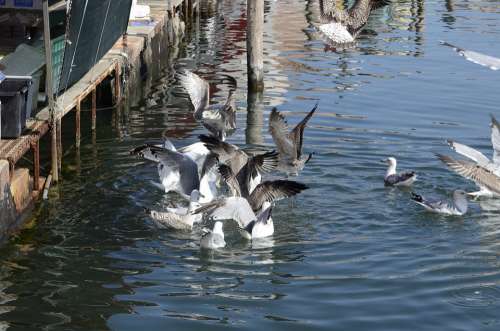 Seagull Italy Bird Water Animal City Seevogel