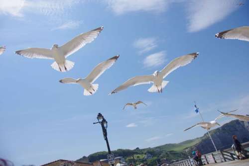 Seagull Beach Sea Bird Seagulls Nature Side